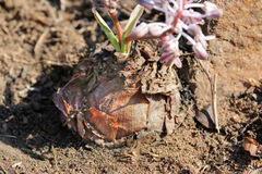 Ledebouria leptophylla