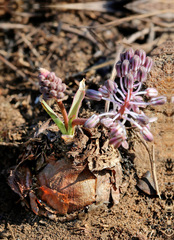 Ledebouria leptophylla