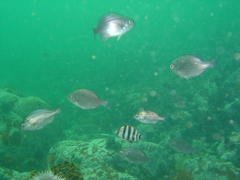 Diplodus hottentotus