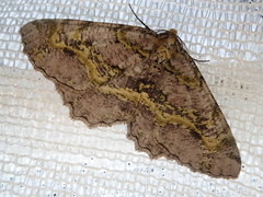 Gigantalcis flavolinearia