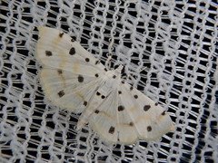 Pycnarmon lactiferalis