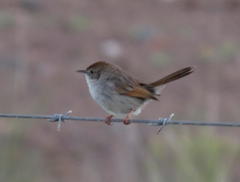 Cisticola subruficapilla