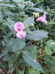 Impatiens glandulifera