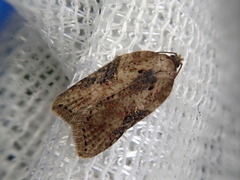 Acleris albiscapulana