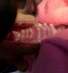 Epomophorus dobsonii