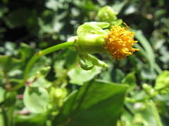 Senecio helminthioides