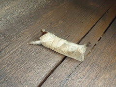 Clostera anastomosis