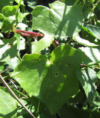 Senecio helminthioides