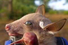 Epomophorus dobsonii