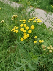 Tanacetum vulgare
