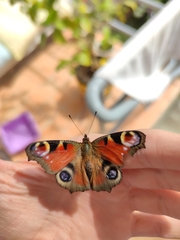 Aglais io