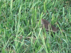Papilio troilus image