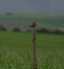 Certhilauda curvirostris brevirostris