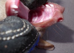 Epomophorus dobsonii