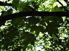 Acer lobelii