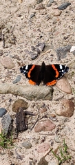 Vanessa atalanta