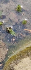 Pelophylax