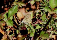 Freyeria trochylus