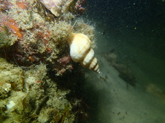 Propefusus australis