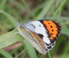 Colotis ione