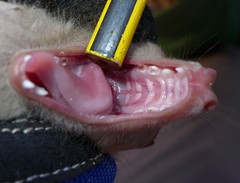 Epomophorus crypturus