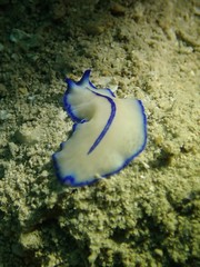 Pseudoceros concinnus