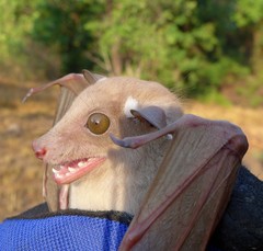 Epomophorus crypturus