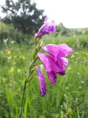 Gladiolus imbricatus