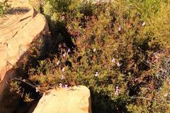 Pelargonium laevigatum diversifolium