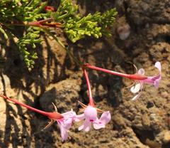 Pelargonium laevigatum diversifolium