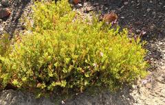 Pelargonium laevigatum diversifolium