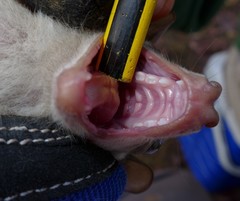 Epomophorus crypturus