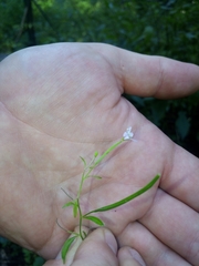 Epilobium lanceolatum