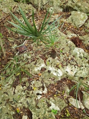 Coccothrinax ekmanii