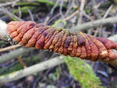 Hypocreopsis lichenoides