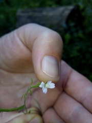 Epilobium lanceolatum