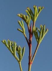 Pelargonium laevigatum diversifolium