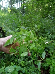 Epilobium lanceolatum
