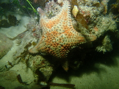 Anthaster valvulatus