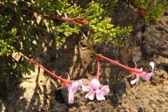 Pelargonium laevigatum diversifolium