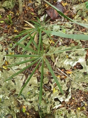 Coccothrinax ekmanii