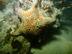Anthaster valvulatus
