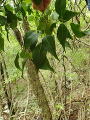 Amyris elemifera
