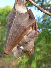 Epomophorus crypturus