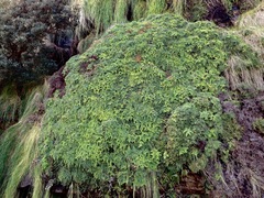 Gleichenia rupestris