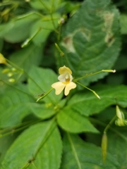 Impatiens parviflora