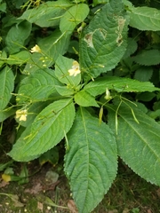 Impatiens parviflora