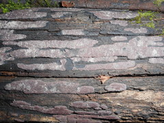 Hypoxylon vogesiacum