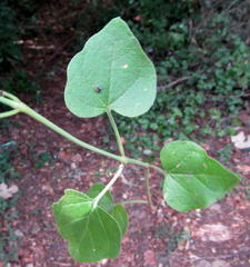 Commicarpus pentandrus