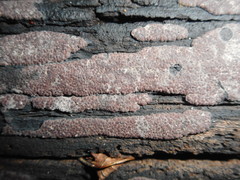 Hypoxylon vogesiacum